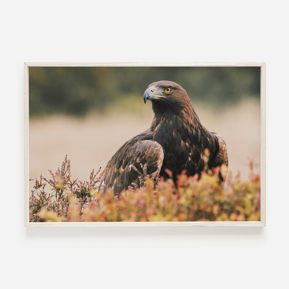 Bald Eagle Young Nature Rustic Wall Art Print