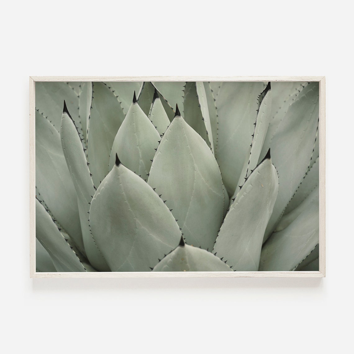 Pale Green Agave Leaves Close Up Botanical Photography Poster