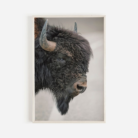 Bison Wall Art Brown Photo Western Modern Rustic Decor Wildlife Photography Nature Scenery Print