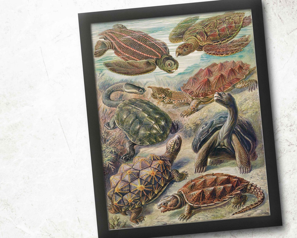 Vintage Turtle Species Sea Turtle Natural History Illustration Poster - Image 4