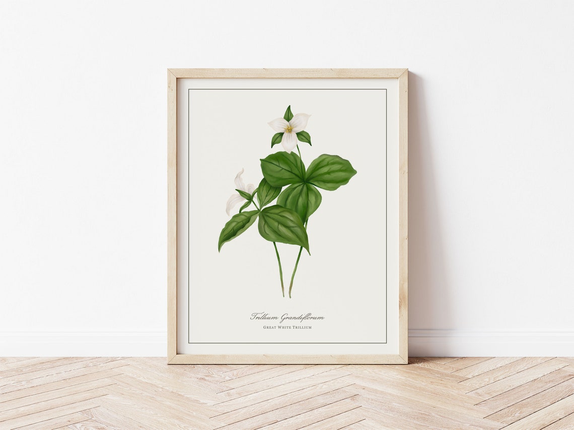 Great White Trillium Botanical Illustration, Minimalist Floral Art Print