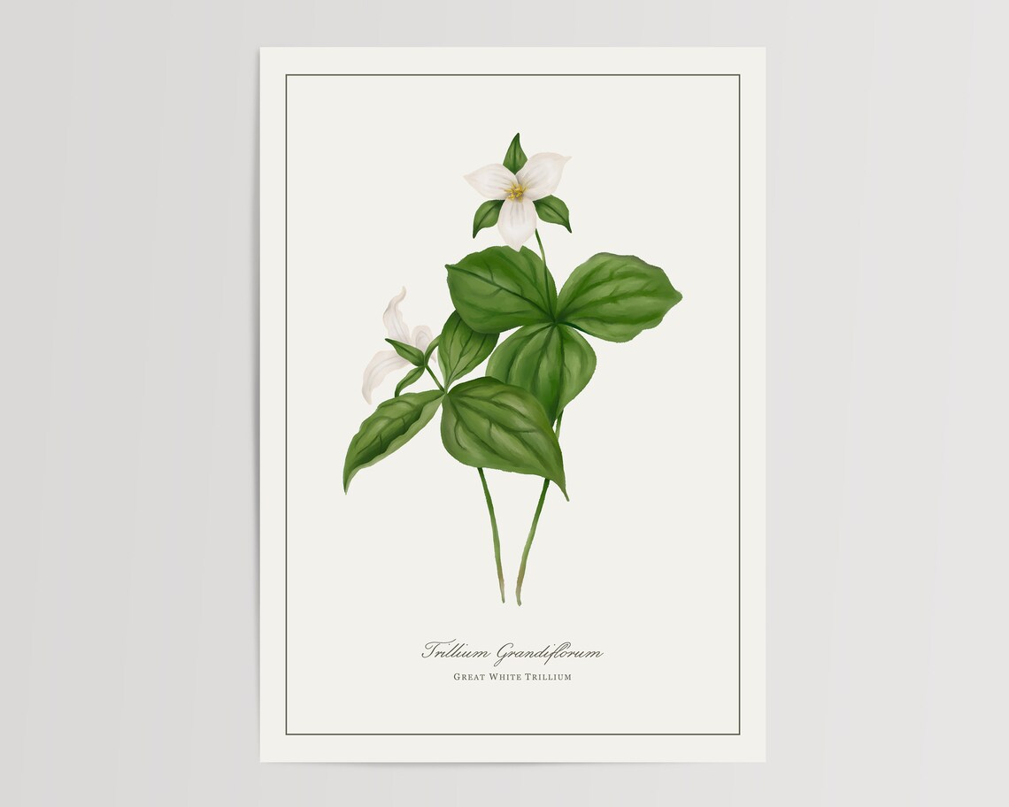 Great White Trillium Watercolor Art Print