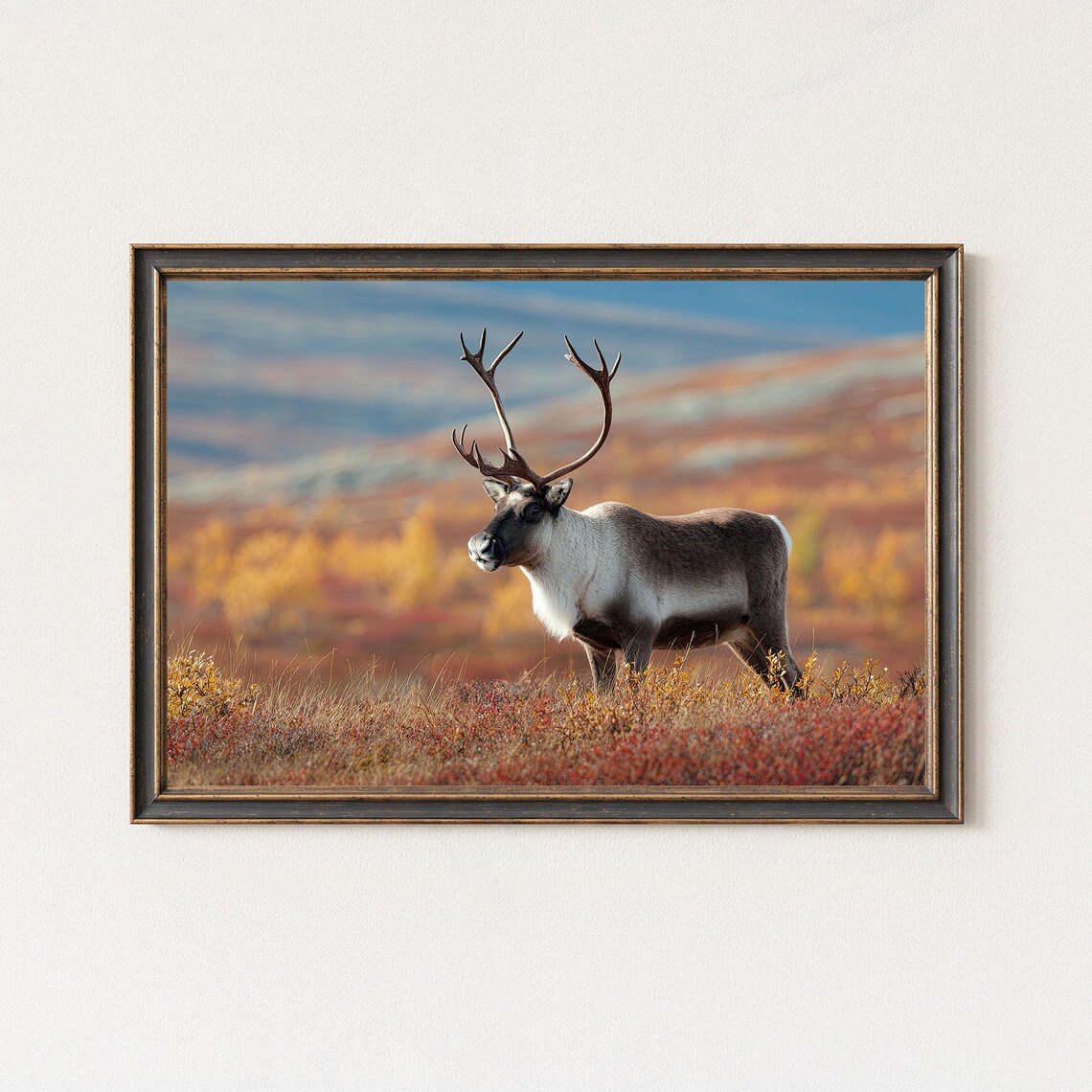 Reindeer Stag Standing In Autumn Tundra Wildlife Photo Poster