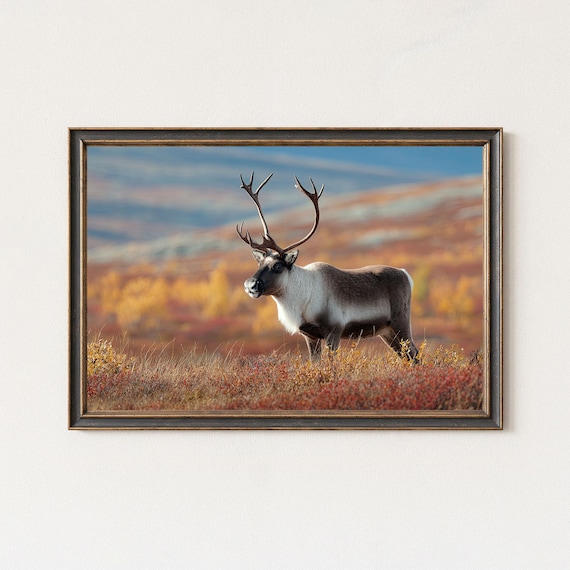 Reindeer Stag Standing In Autumn Tundra Wildlife Photo Poster