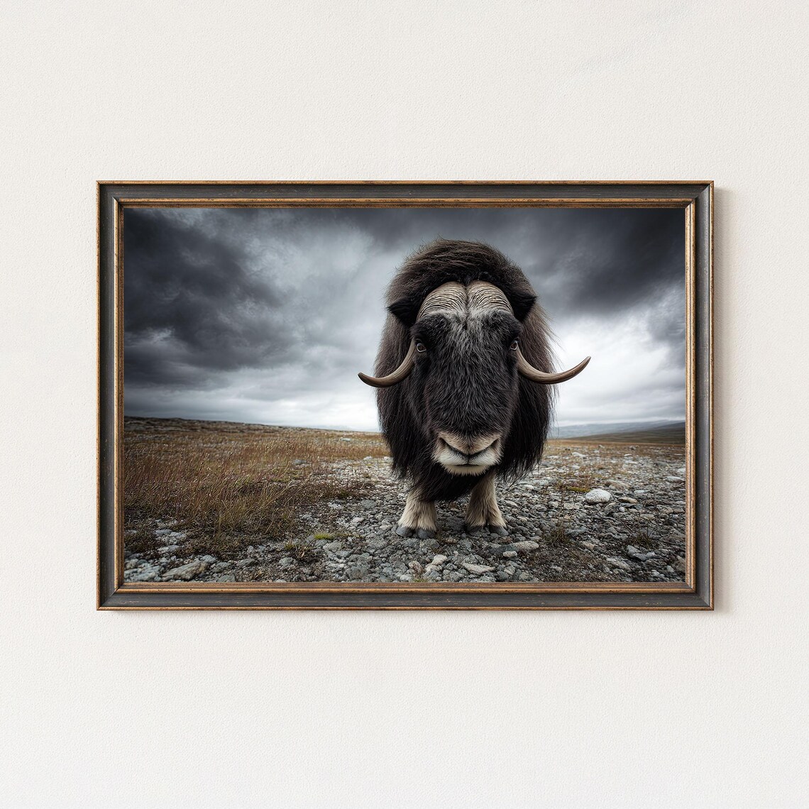Musk Ox Facing Camera Stormy Arctic Tundra Wildlife Photo Poster
