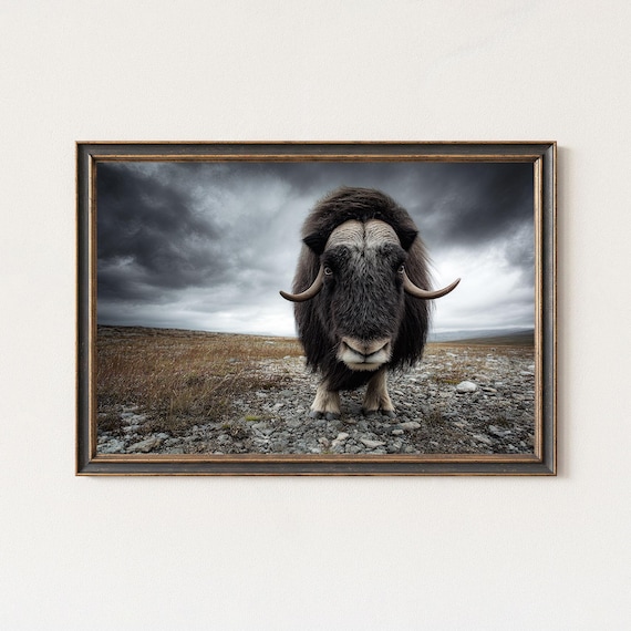 Musk Ox Facing Camera Stormy Arctic Tundra Wildlife Photo Poster
