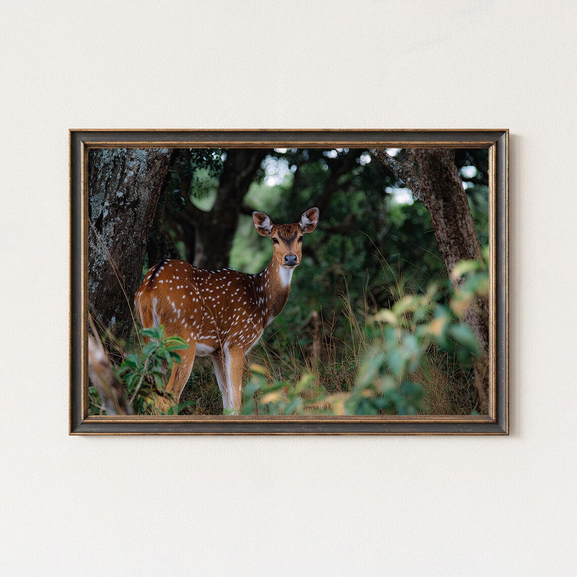 Spotted Deer Photography Print Wildlife Jungle Wall Art