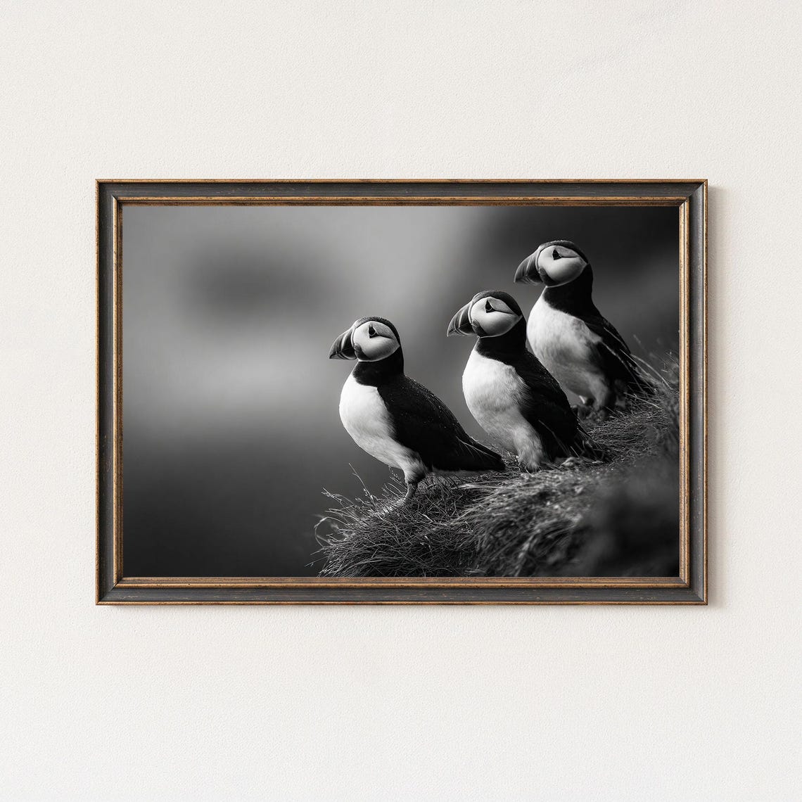 Three Cute Puffins On Cliff Black And White Seabird Photo Poster