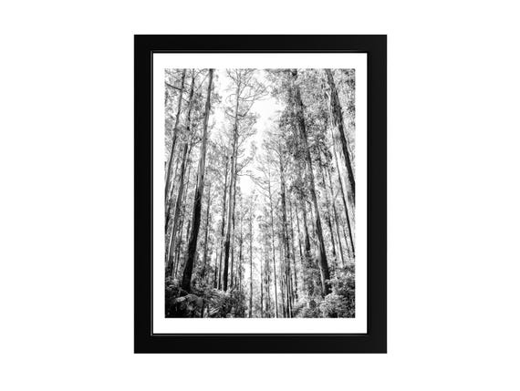 Black And White Forest Photography Print Minimalist Framed Tree Art