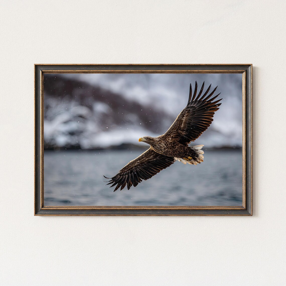 Sea Eagle Photography Print, Nordic Wildlife Art