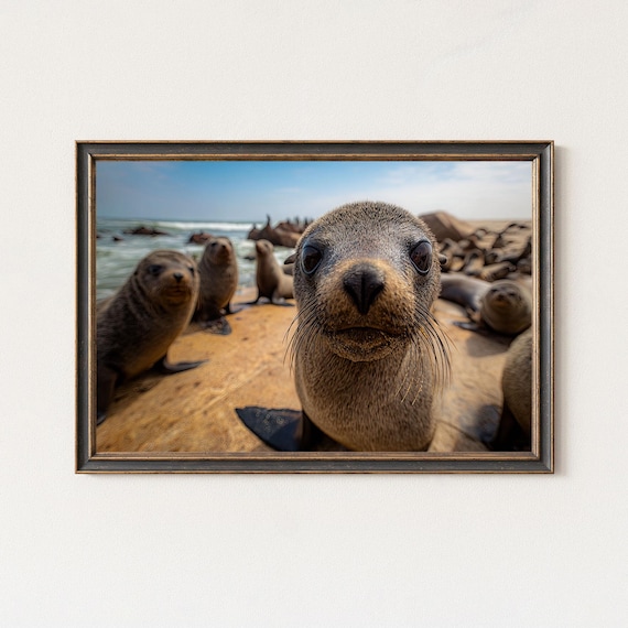 Curious Seal Pup Close Up With Colony on Rocky Beach Wildlife Poster