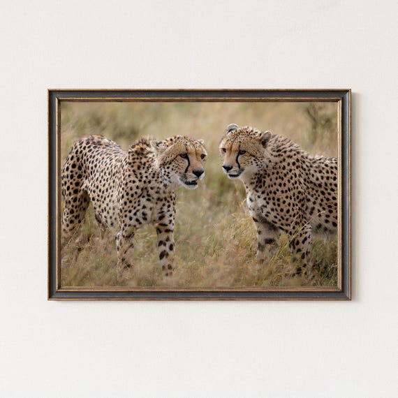Cheetahs Wildlife Photography Print African Safari Wall Art