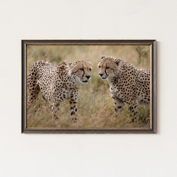 Two Cheetahs Face to Face Portrait Safari Wildlife Photography Poster