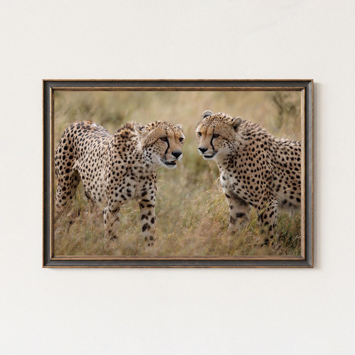 Two Cheetahs Face to Face Portrait Safari Wildlife Photography Poster