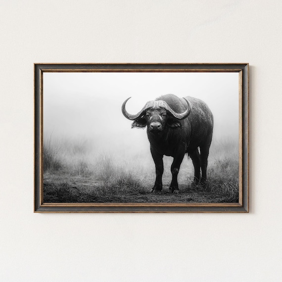 Black And White Cape Buffalo Wildlife Photography Print