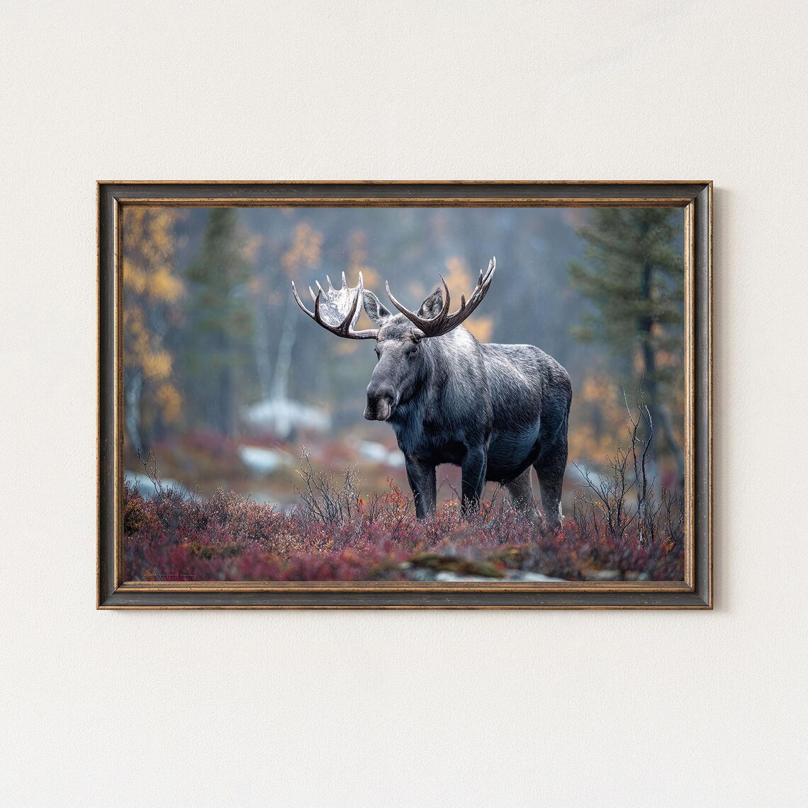 Bull Moose Antlers Autumn Forest Wildlife Photography Poster