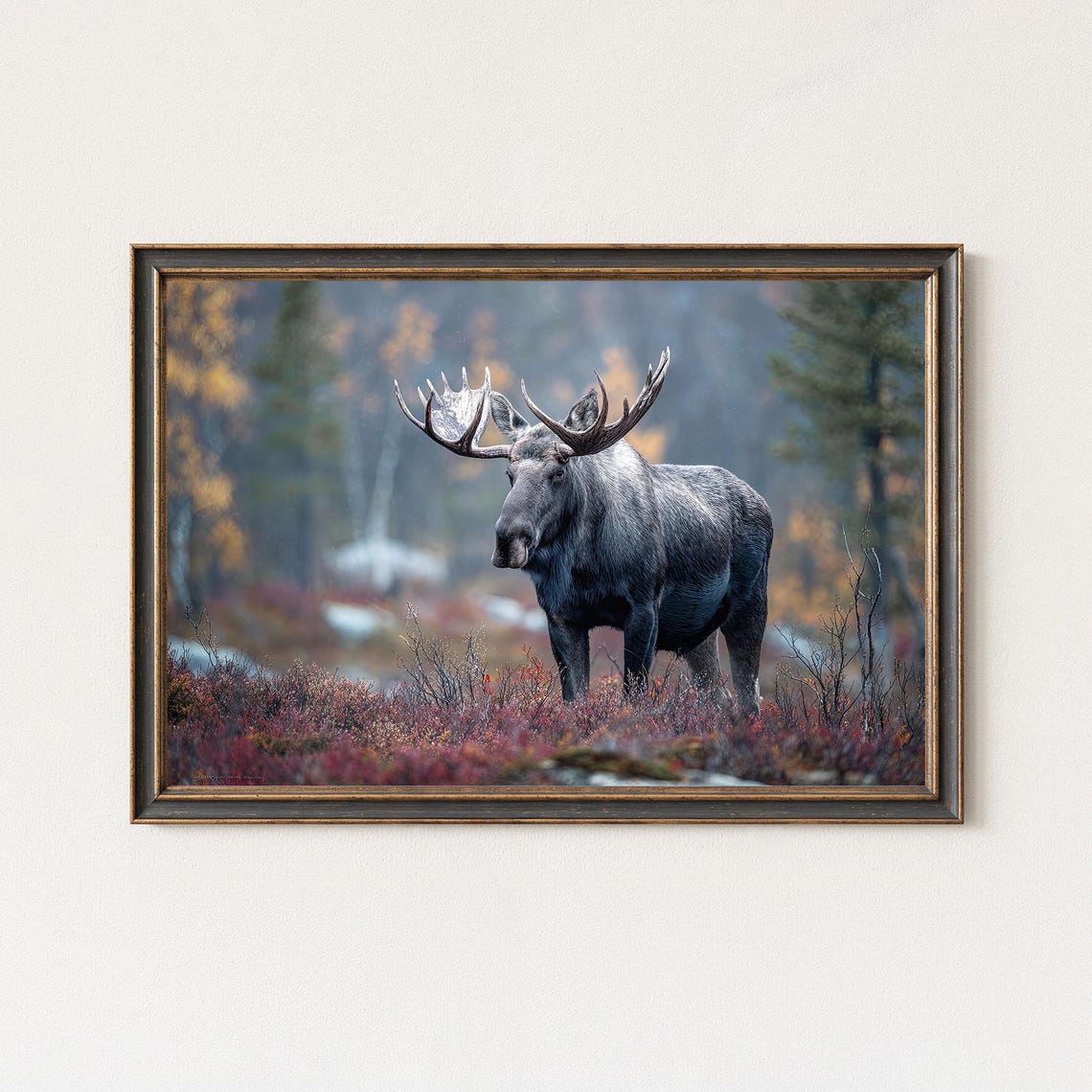 Moose Photography Print Swedish Autumn Wildlife Art