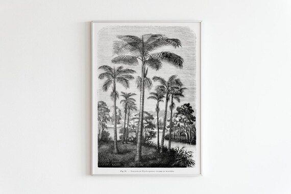 Vintage Palm Tree Print Tropical Botanical Illustration Black And White Antique Nature Art For Cottagecore Decor