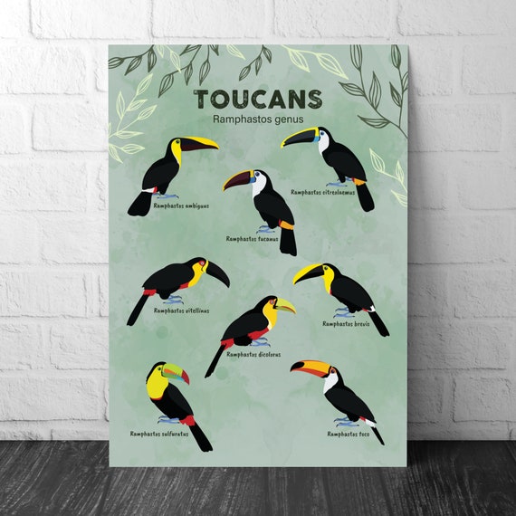 Toucan Print Ramphastos Genus Illustration Zoology