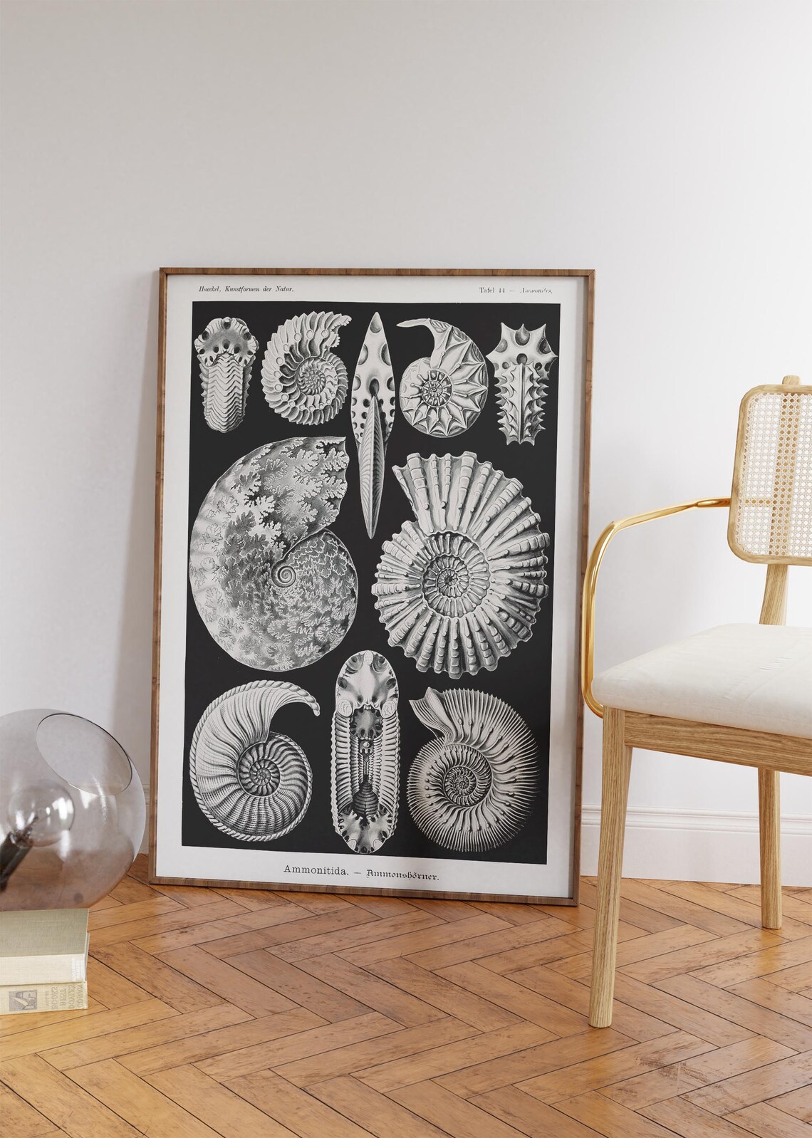 Ernst Haeckel Ammonitida Fossil Shells Black Vintage Natural History Poster - Image 4