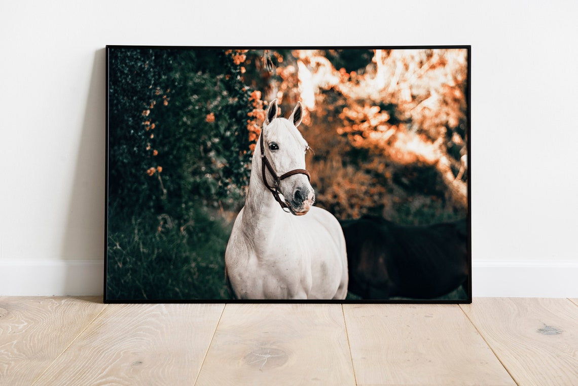 White Horse in Autumn Forest Equestrian Fine Art Photography Poster