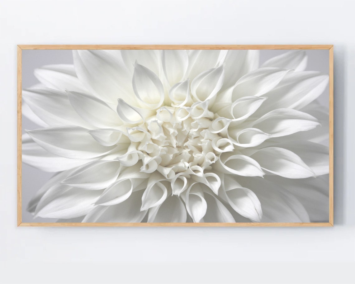 White Dahlia Flower Macro Photography Poster Minimal Botanical Art