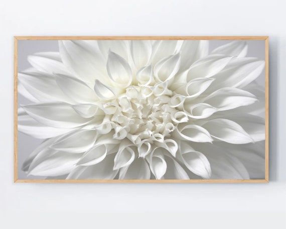 Samsung Frame Tv Art Flower Photography White Dahlia Detail Floral Still Life Botanical Wall Decor Neutral