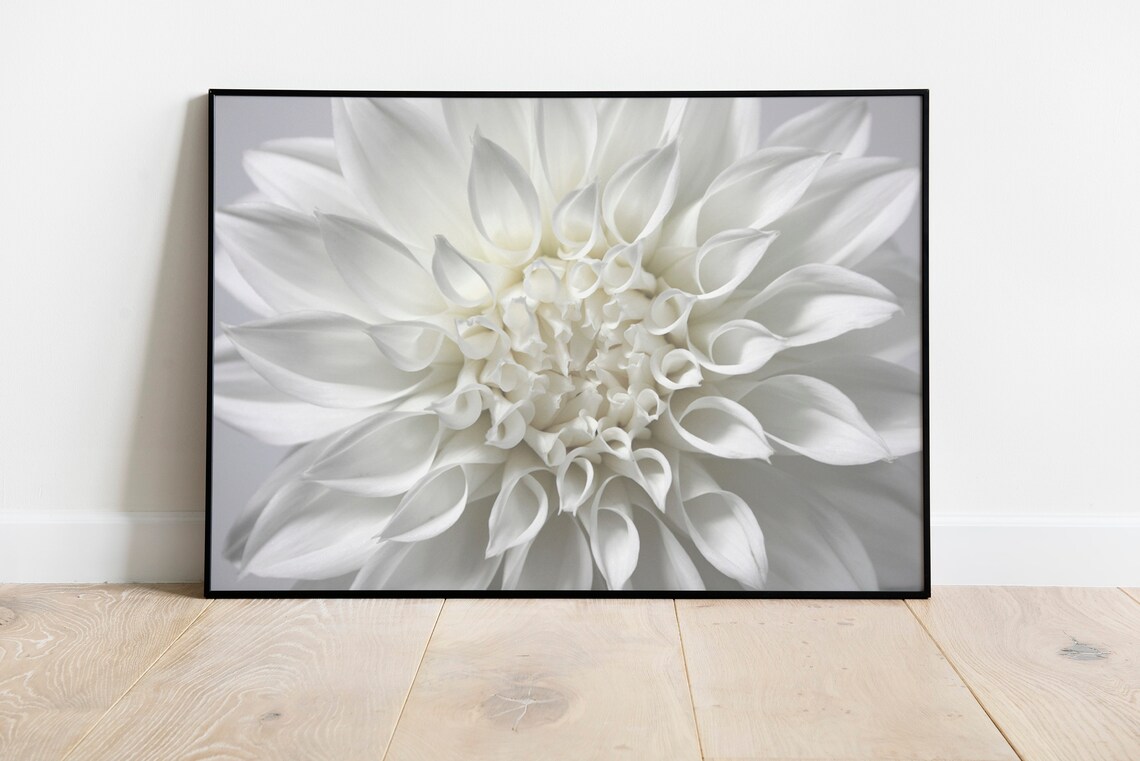 White Dahlia Botanical Art Print, Elegant Floral Decor