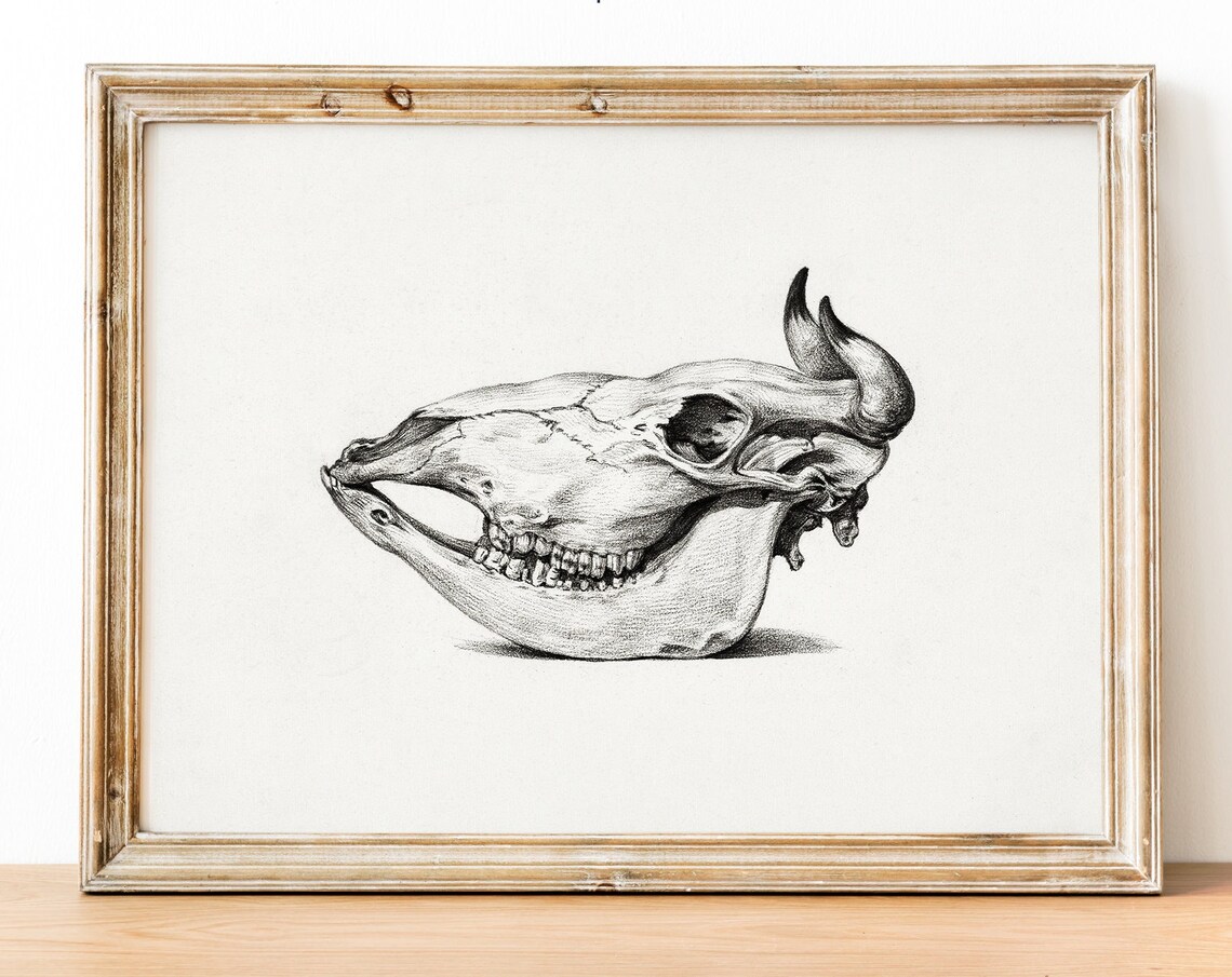 Buffalo Skull Hand Drawn Black And White Western Style Sketch Poster