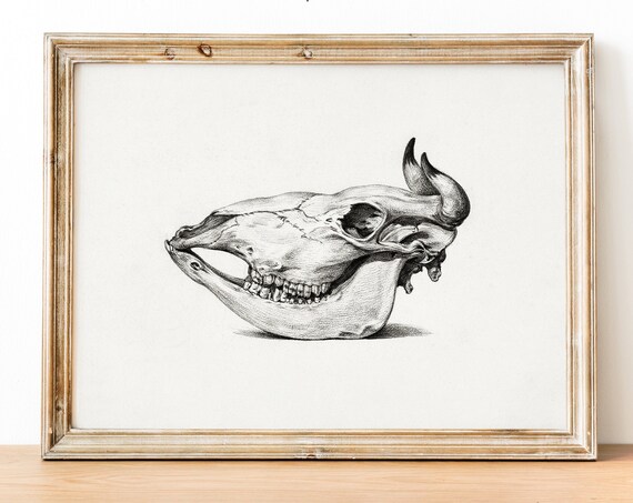 Buffalo Skull Hand Drawn Black And White Western Style Sketch Poster