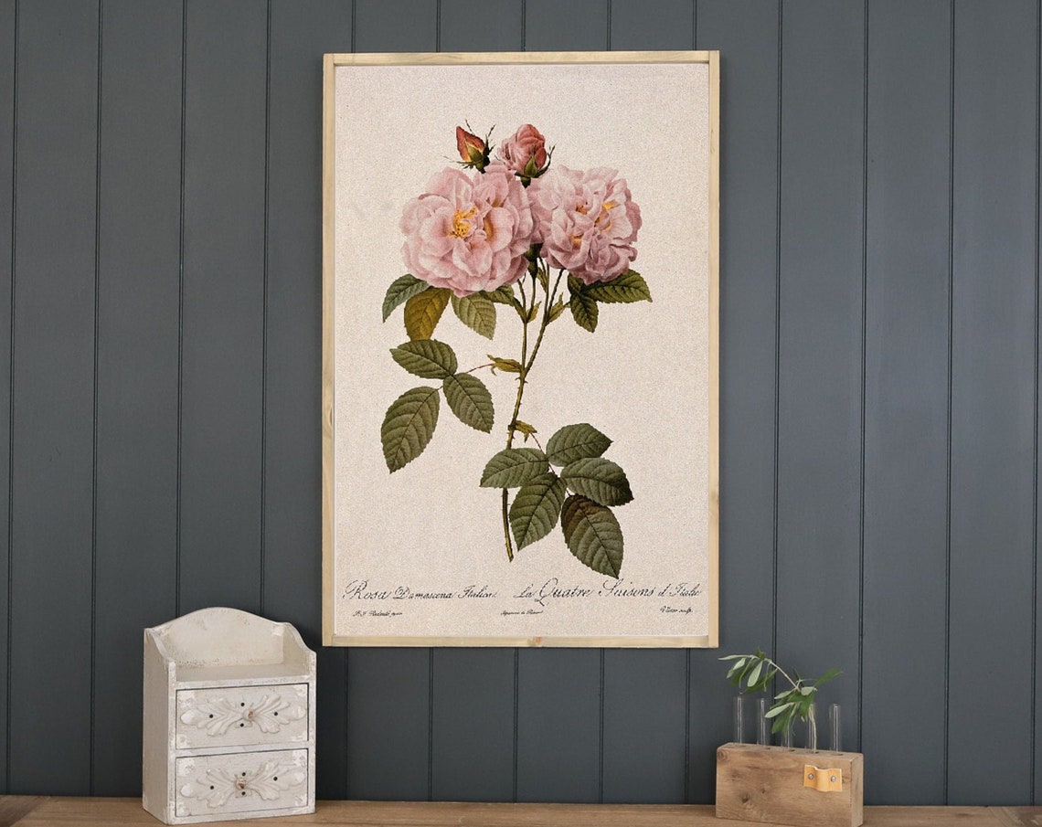 Rosa Damascena Vintage Botanical Rose Illustration Floral Poster