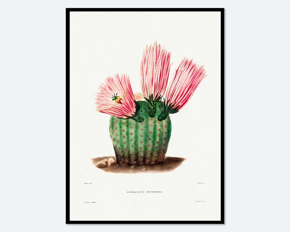 Rainbow Cactus Echinocactus Pectiniferus Vintage Botanical Bloom Poster