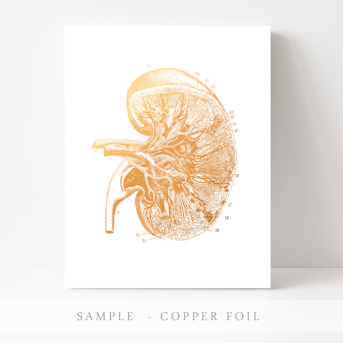 Gold Foil Kidney Anatomy Numbered Vintage Nephrology Art Print - Image 2
