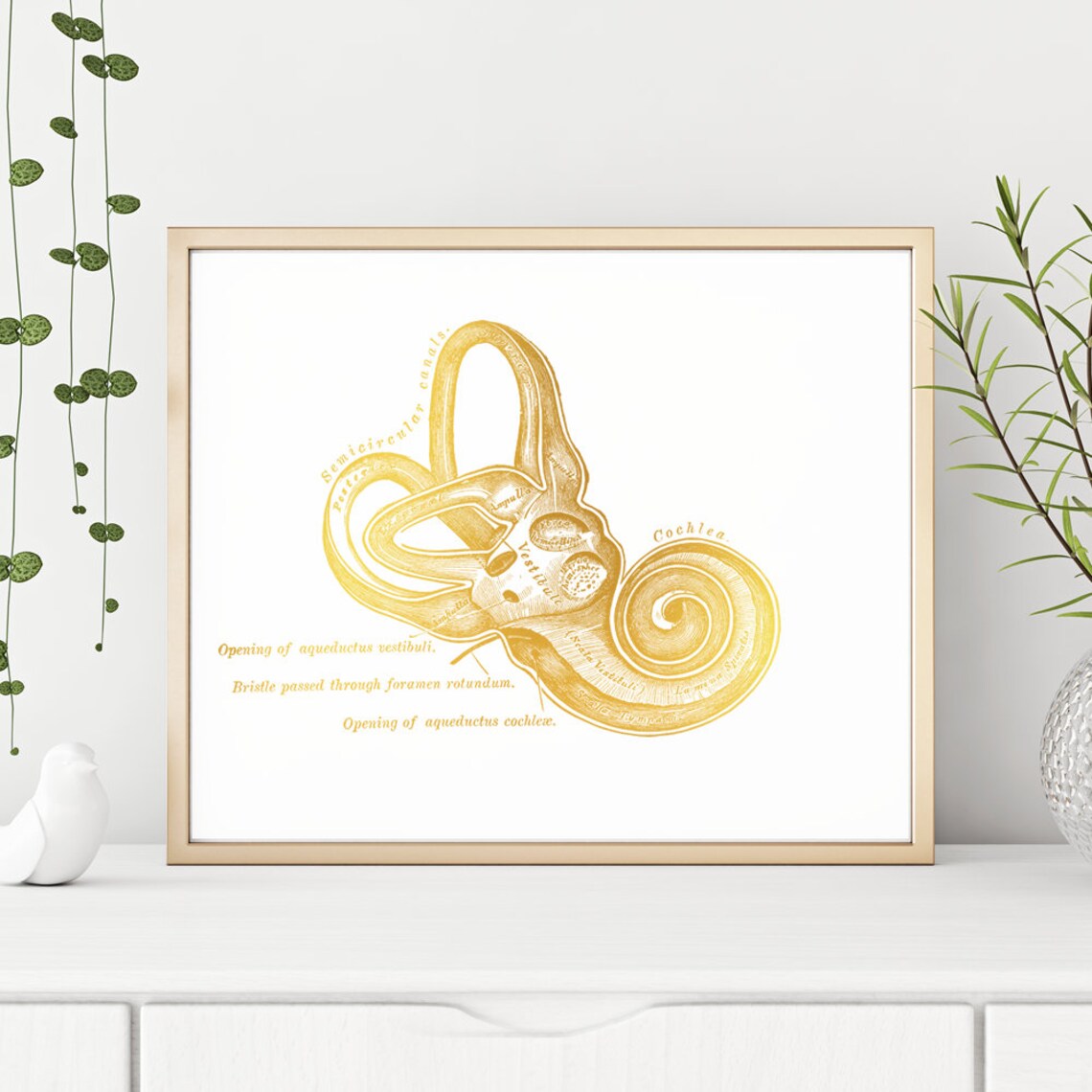 Cochlea Gold Print Audiology Gifts Audiology Art Speech Therapy Gift Ear Anatomy Speech Pathology Gift Audiology Poster Wall Art - Image 3