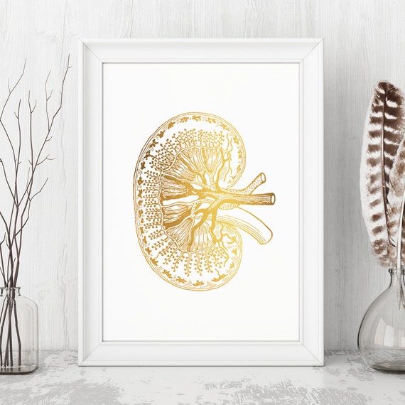Kidney Transplant Gift Kidney Donor Gift Ideas Kidney Transplant Survivor Gifts Gift For Transplant Recipients Kidney Anatomy Art