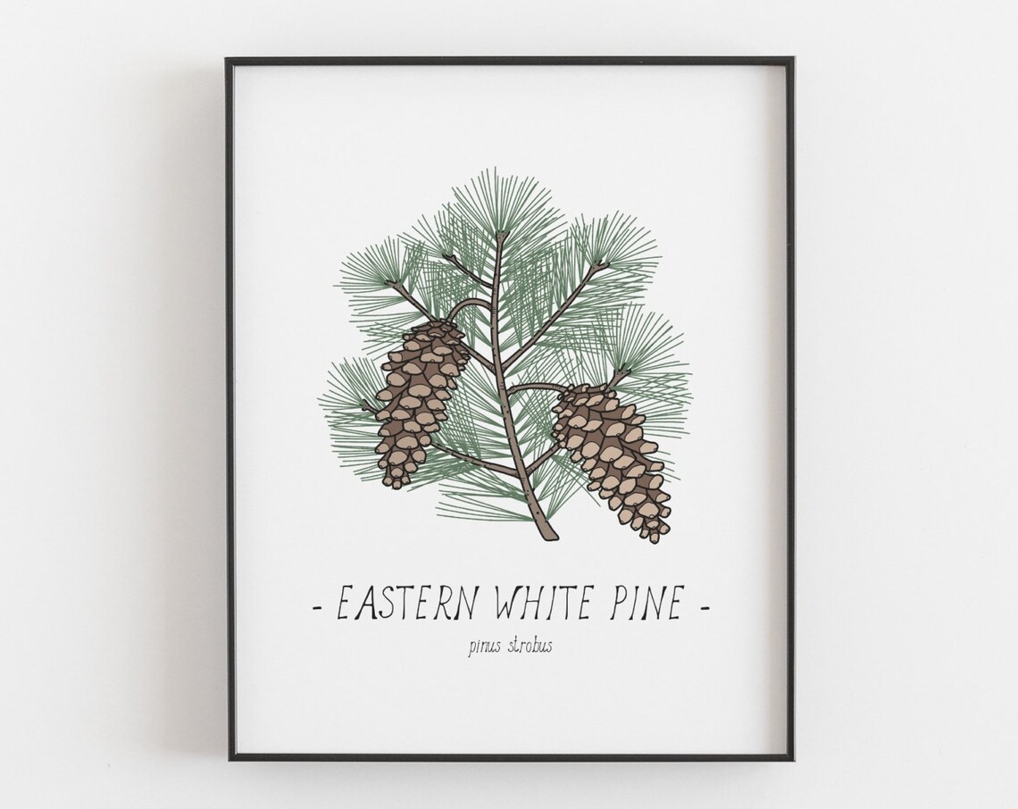 White Pine Pine Cone Botanical Drawing Art Print - Image 2