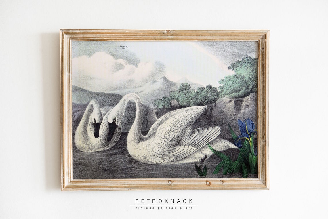 Two White Swans on Water Antique Bird Engraving Wildlife Art Print