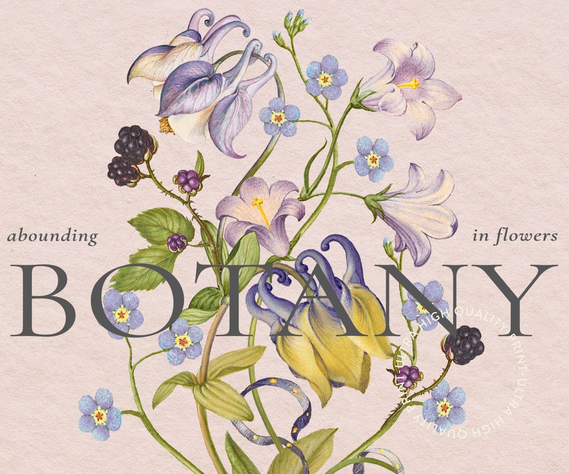 Pink Botany Wildflower Columbine Botanical Illustration Wall Art - Image 5
