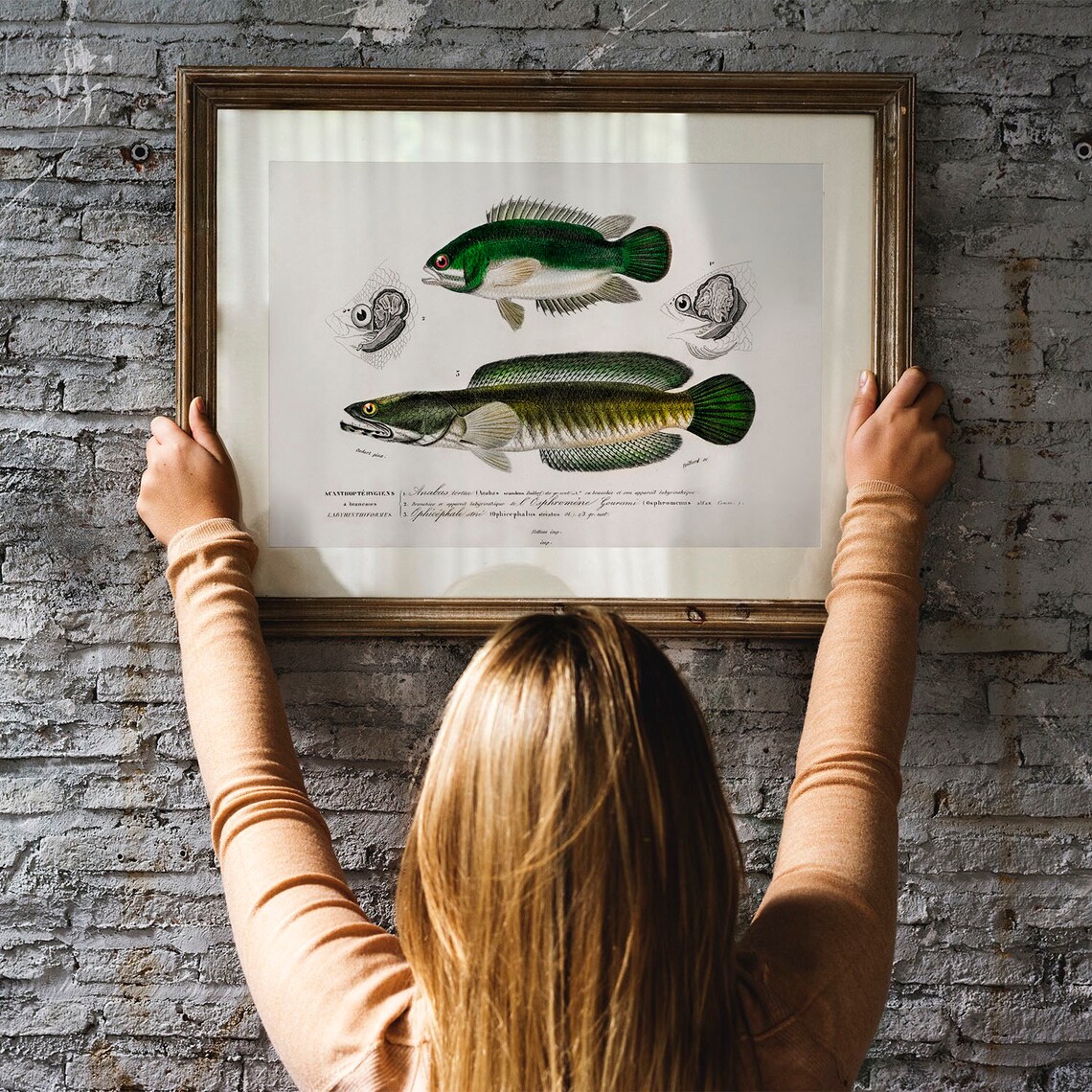 Fisherman Antique Vintage Fish Poster Print - Image 3
