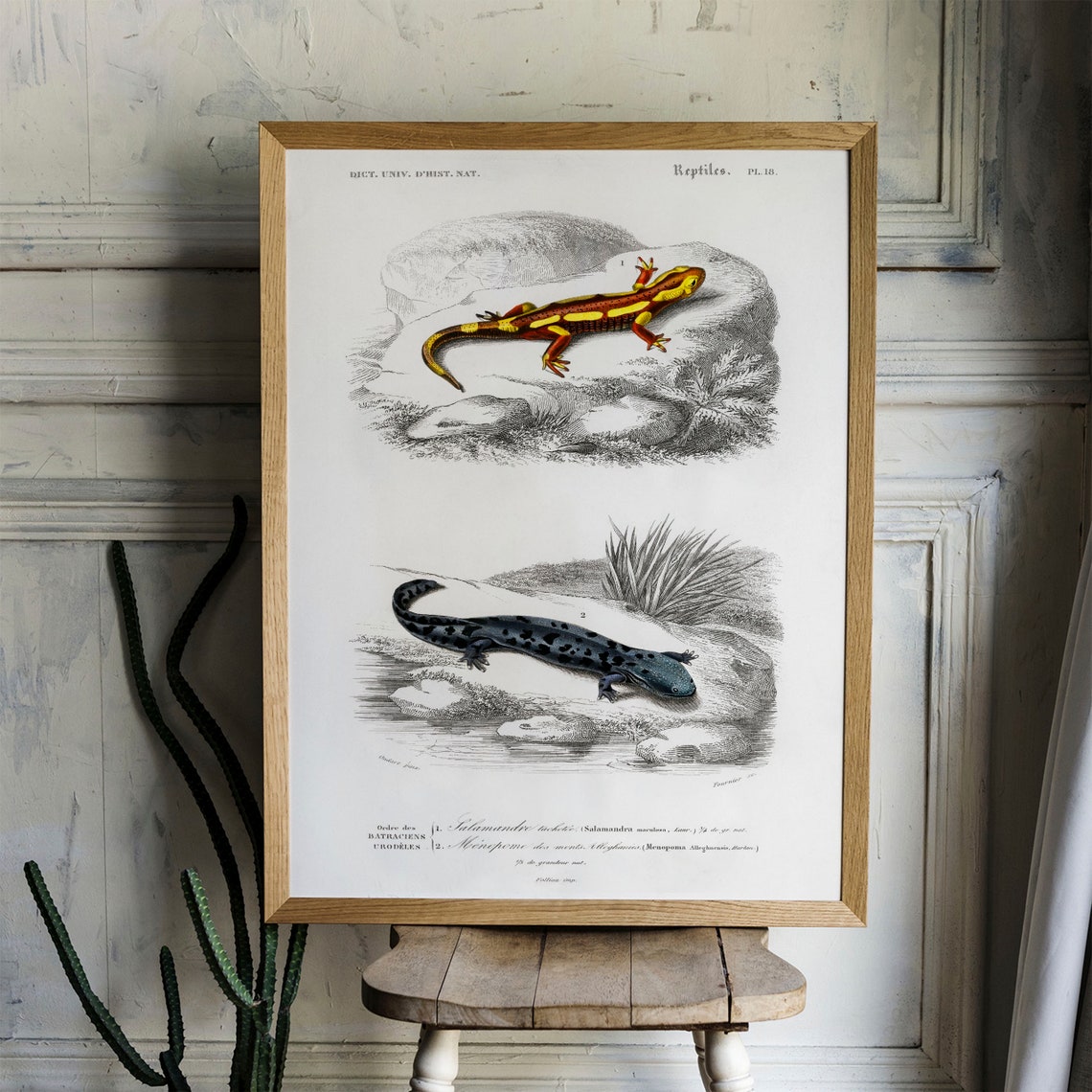 Vintage French Salamander Reptiles Chart Natural History Art Print - Image 4