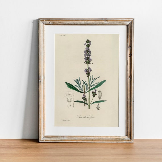 Lavender Vintage Botanical Art Print, Kitchen Decor