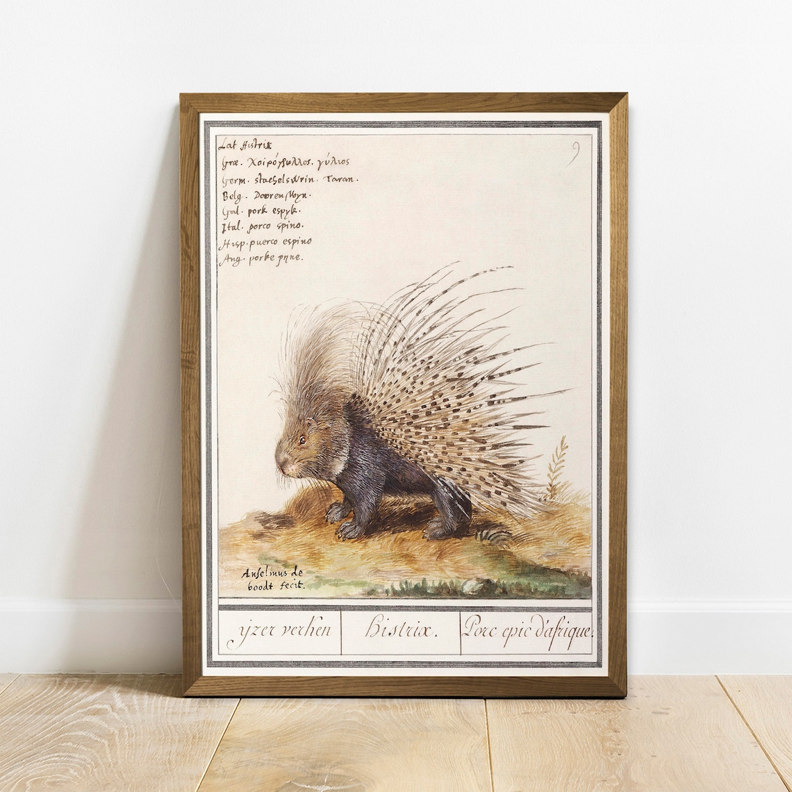 Antique Porcupine Zoology Print, Vintage Drawing