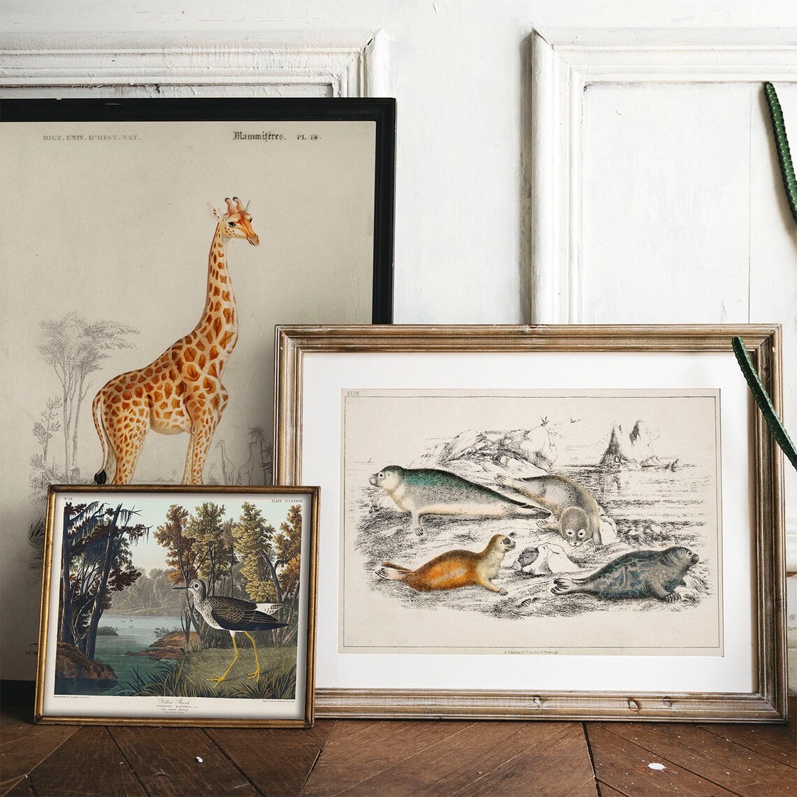 Seals Antique Animal Painting, Vintage Wall Art - Image 2