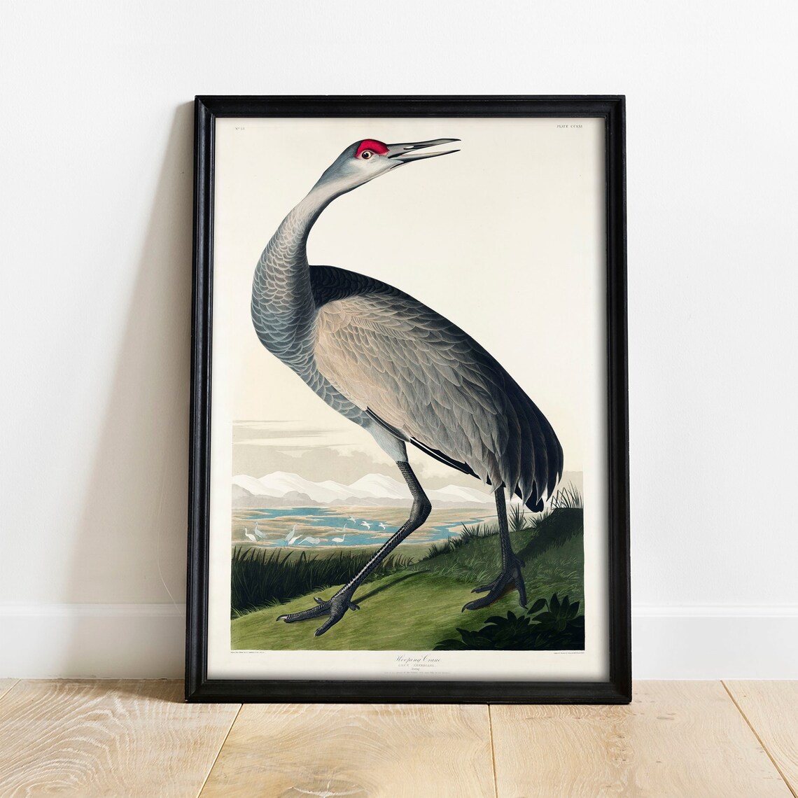 Crane Bird Antique Vintage Drawing Art Print