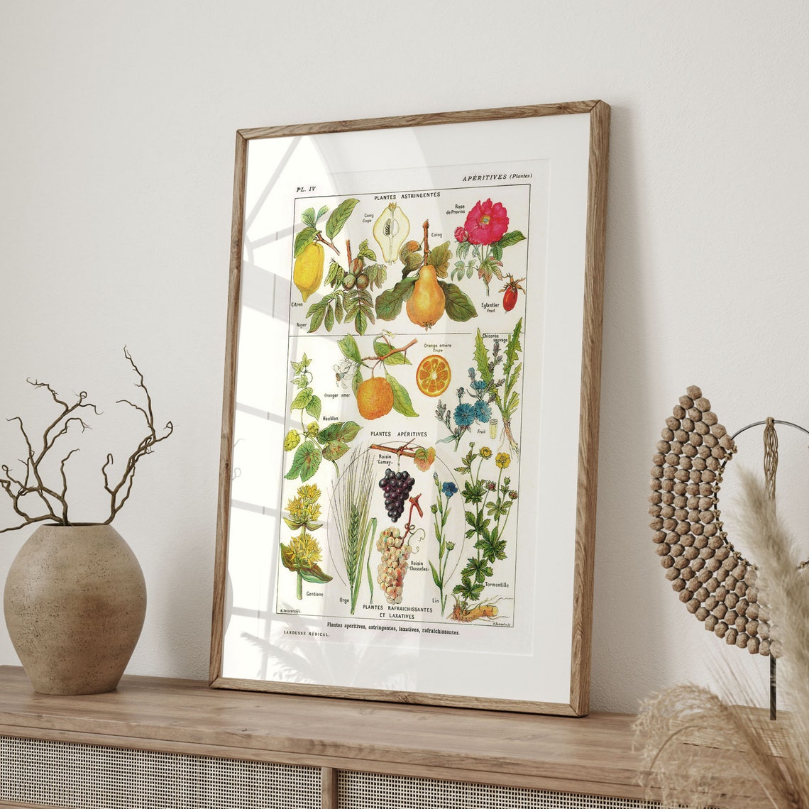 Vintage Larousse Medical Botanical Plate Citrus Grapes Herbs Poster - Image 4