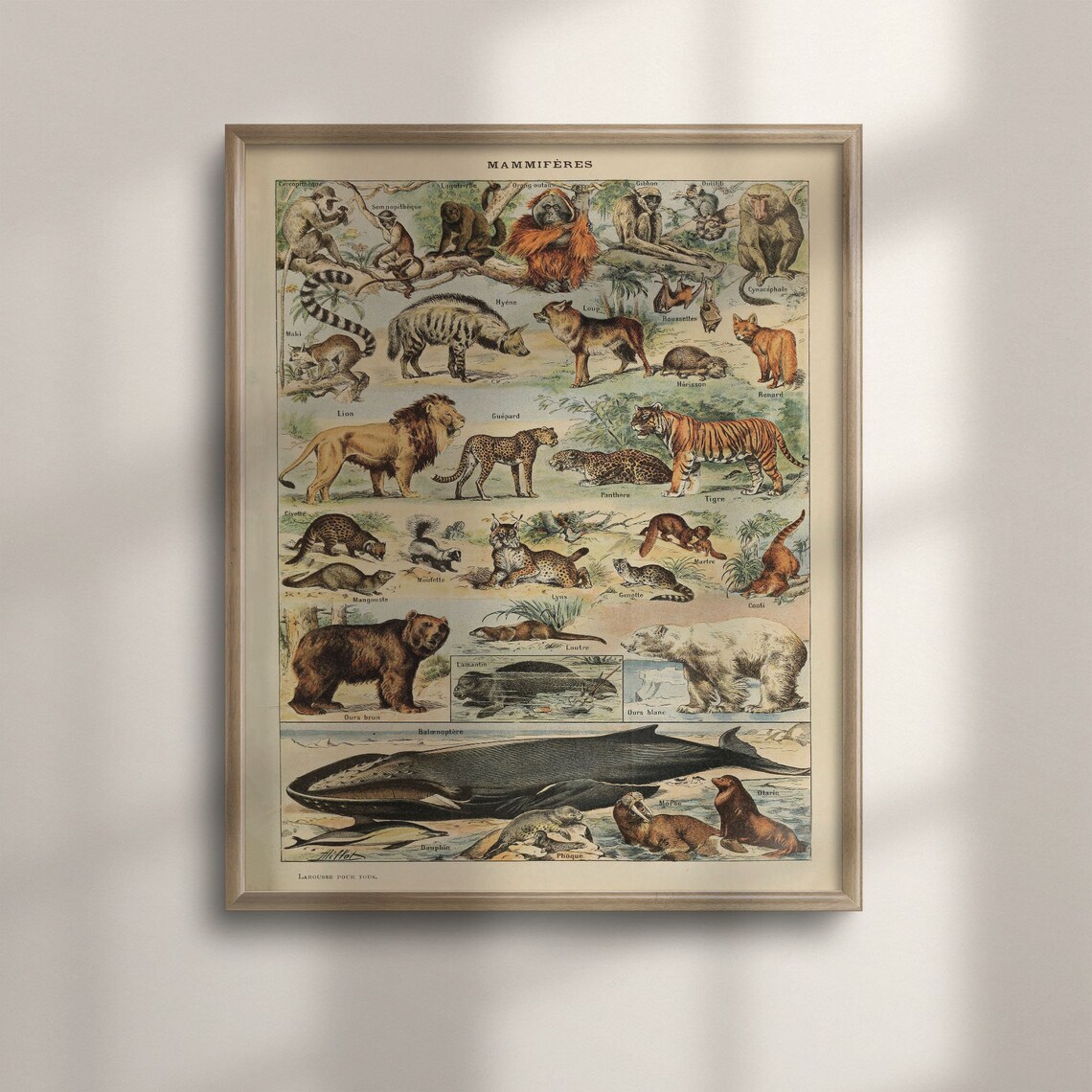 Adolphe Millot Vintage Animal Chart Art Print