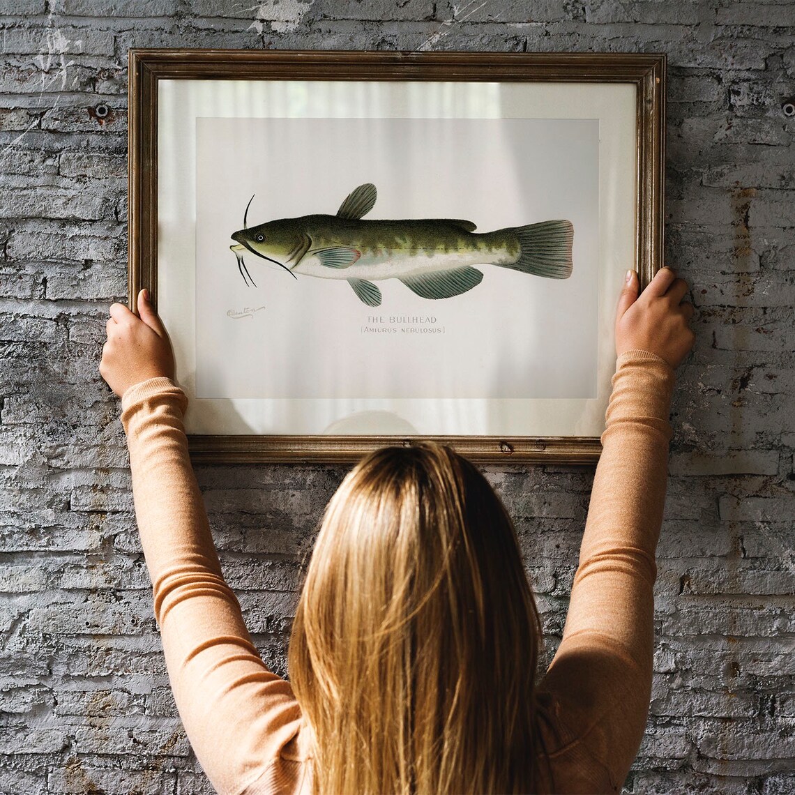 Bullhead Fish Vintage Fishing Poster, Fish Drawing - Image 3