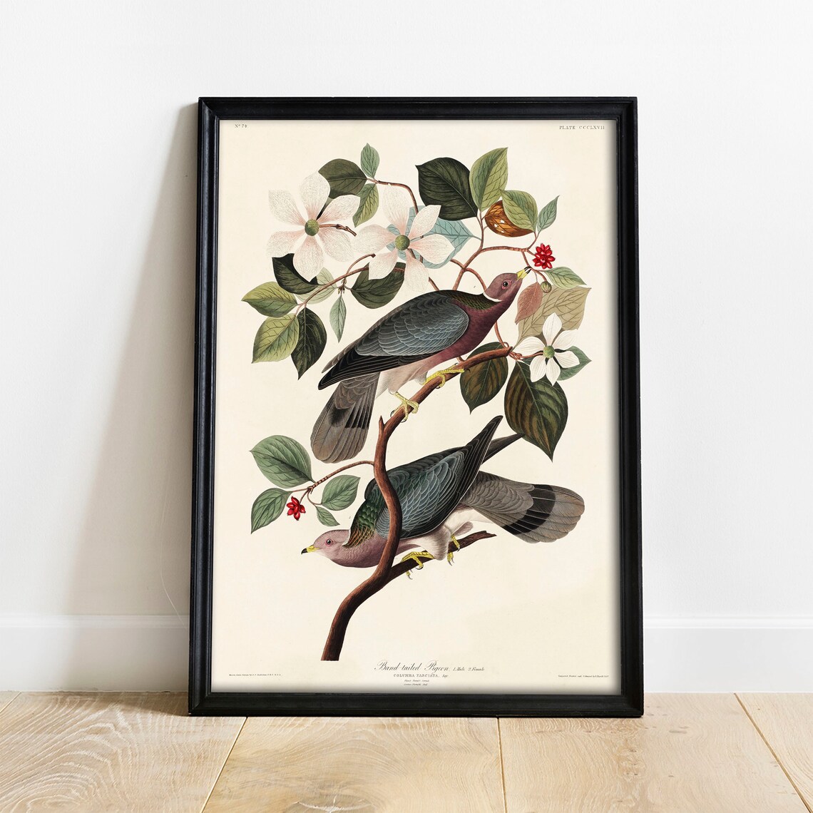 Pigeon Antique Bird Painting, Vintage Art Print
