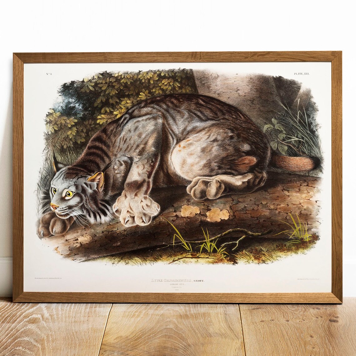 Canada Lynx Antique Animal Painting Vintage Art Print