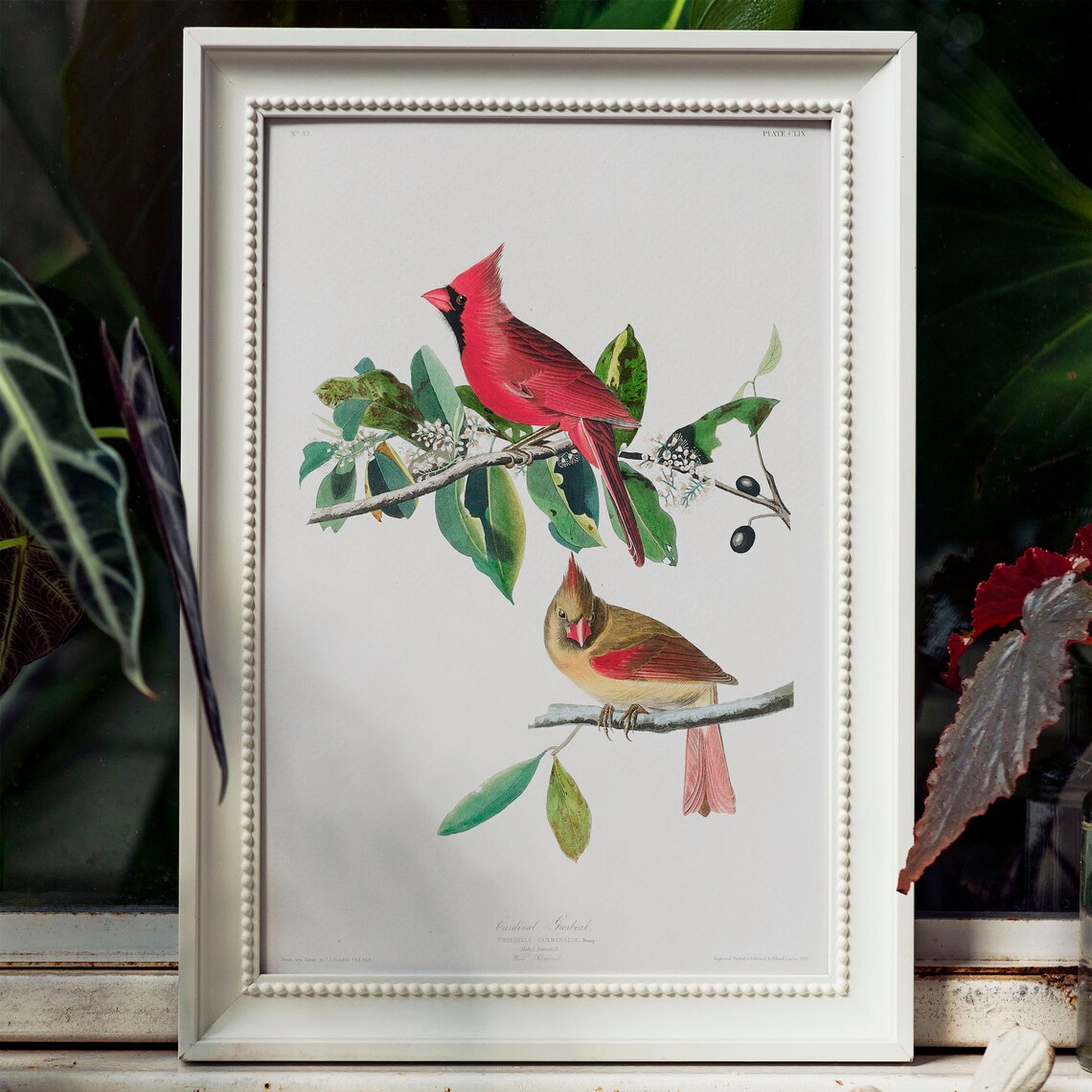 Cardinal Grosbeak Antique Bird Painting, Vintage Art Print - Image 4